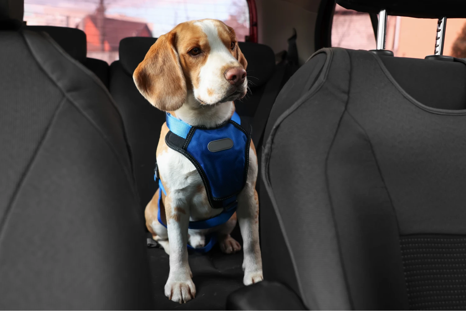Honda Fit Dog Car Seat for Beagles