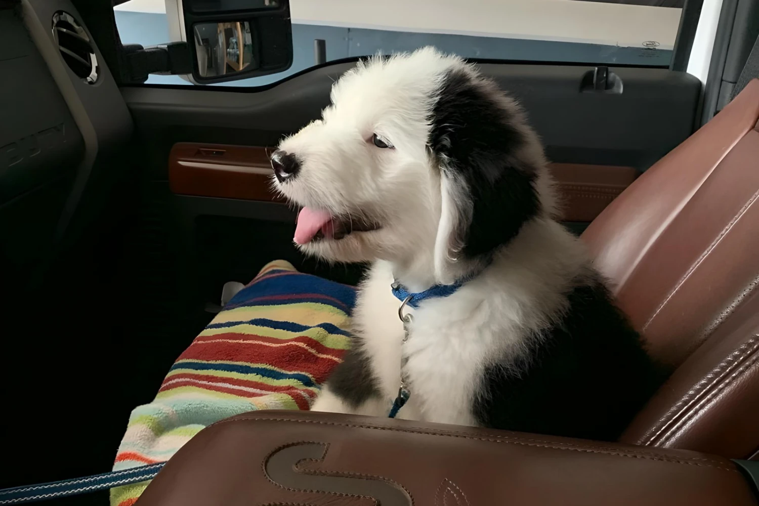 Hyundai Tucson Dog Car Seat Belt for Old English Sheepdogs